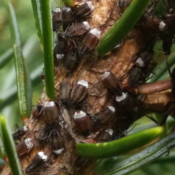 Cinara piceicola